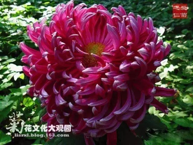 菊花的颜色