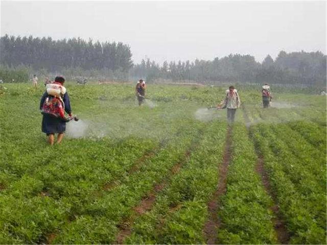 抗病、控旺、不早衰，自己在家就能配花生三遍药，每亩增产200斤3