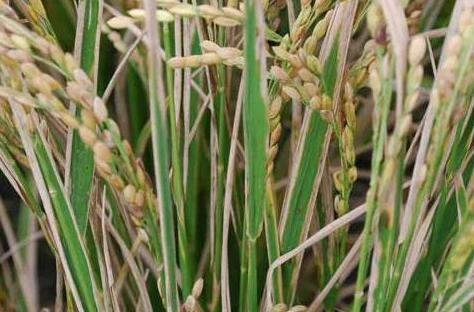 种植分享：水稻主要病虫害防治技术，一起来学学吧6