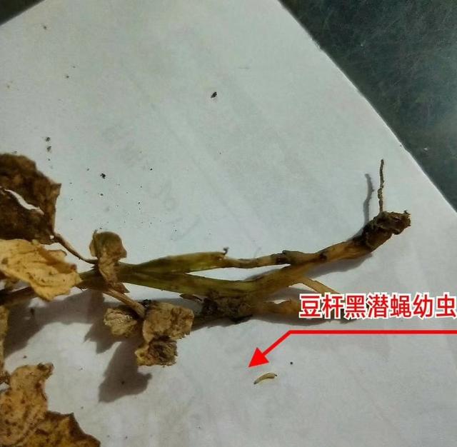 荷兰豆植株出现萎蔫黄化现象？或是豆杆黑潜蝇危害，防治需趁早3