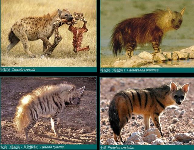 巨鬣狗 巨鬣狗（巨鬣狗vs剑齿虎） 动物