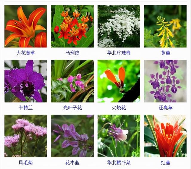 观花植物 观花植物（木本观花植物） 生活