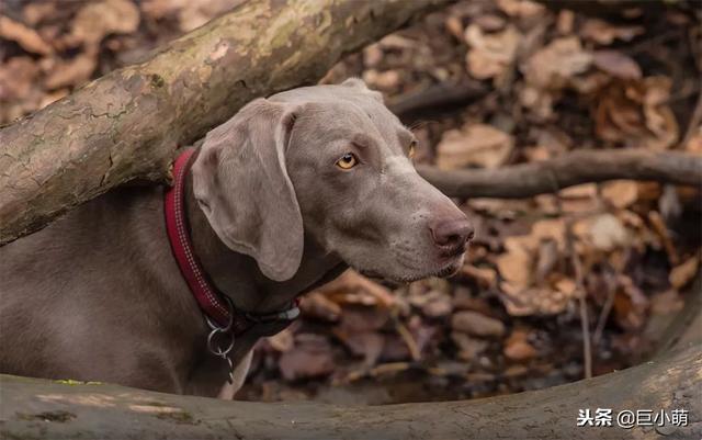 威玛猎犬 威玛猎犬（威玛猎犬多少钱一只） 动物