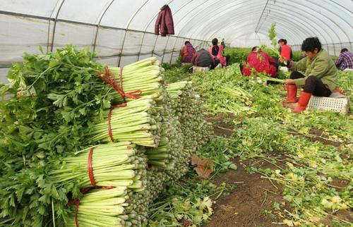 芹菜种植，6种常见生长调节剂使用方法和技巧教会大家2