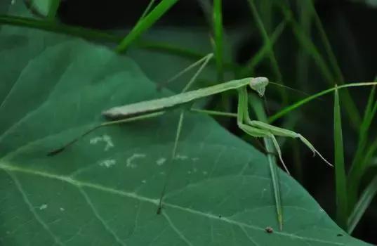 这些都是农作物害虫的天敌，防虫害时可别误杀了2