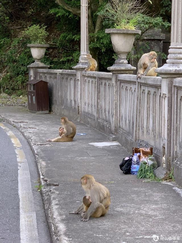 开小奔奔去庐山避暑，38°夏日冻得半路发抖