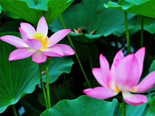 荷花象征意义 荷花象征意义（百合象征意义） 生活
