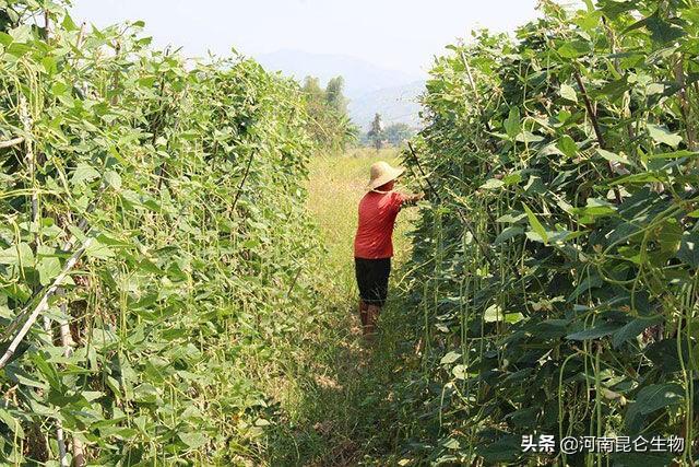 豆角田间怎么管理？豆角根腐怎么办？豆角抗重茬用什么药好？3