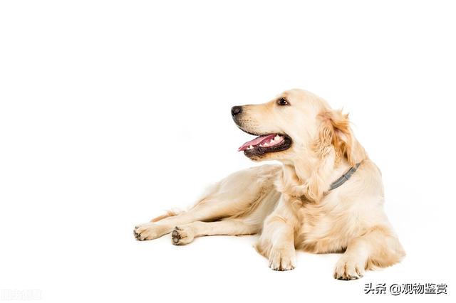 狗狗后腿五爪有什么讲究吗(真正五爪狗的图片)-艾拉养犬