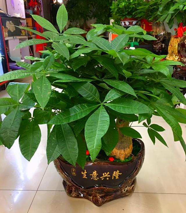 观叶植物 观叶植物（十种室内最好养的植物盆栽） 生活