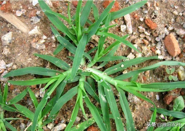 这个除草剂专杀节节草、刺儿菜、香附子等恶性杂草，3天即可死草4