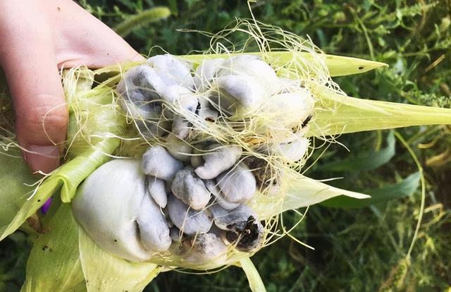 长在玉米上的“瘤状物”是啥？虽然看着恶心，但是药用价值还挺高