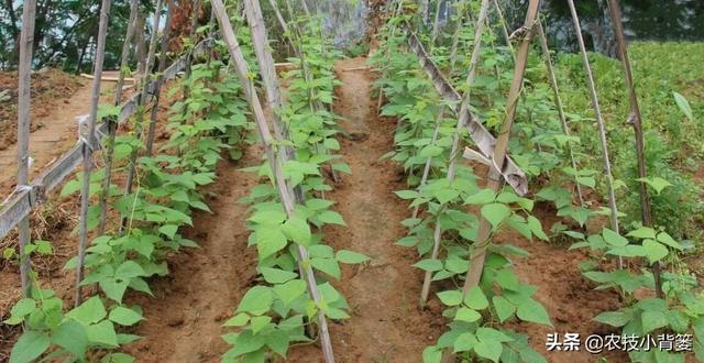 豆角化花是怎么回事