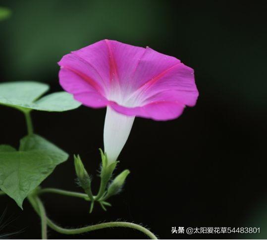 夏天开的花有哪些 夏天开的花有哪些（南方夏天开的花有哪些） 生活