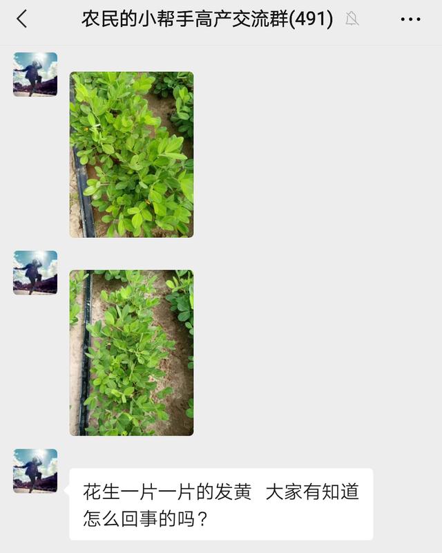 花生发黄怎么回事？做好下面3点，花生快速返青、长势旺