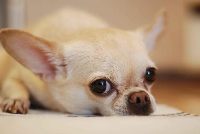 茶杯犬寿命 茶杯犬寿命（茶杯犬寿命多长） 动物