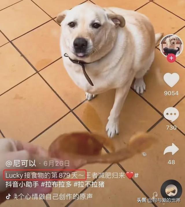 买狗的