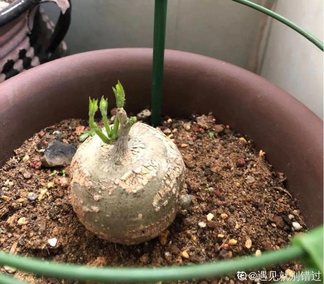 树萝卜 树萝卜（树萝卜下山桩怎么养） 生活