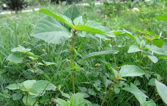 阔叶杂草大合集，附赠一份除草方法5