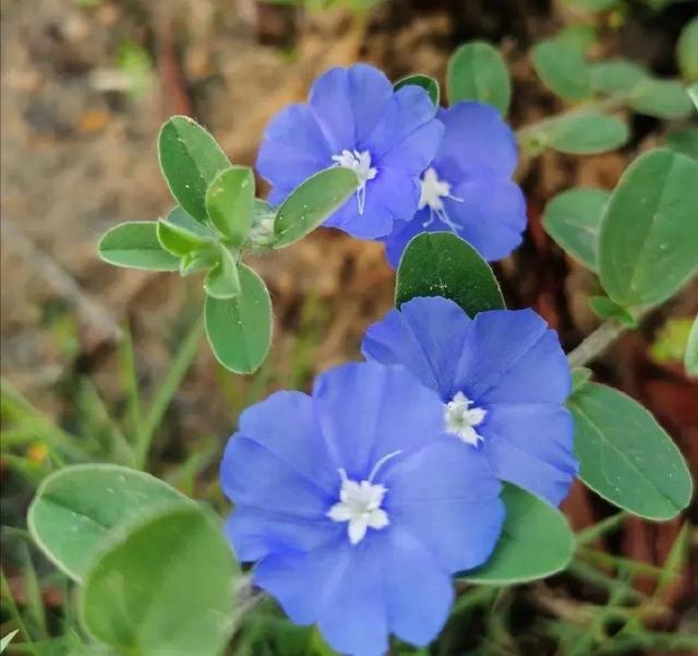 蓝星花的花语