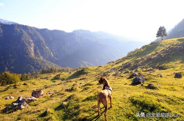 大丹犬介绍