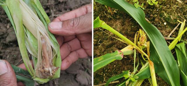 阿维菌素杀虫性价比高，但用在玉米上极易出药害，使用需谨慎