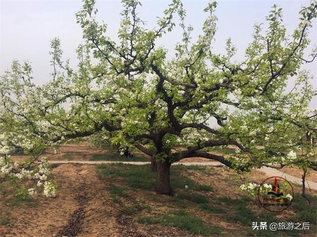 漂亮的庞各庄万亩梨园，北京面积最大古梨树群，赏梨花的好去处1