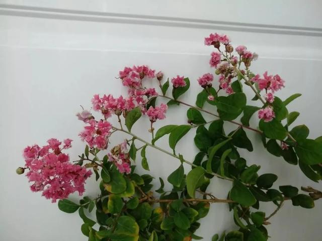 紫薇花 紫薇花（紫薇花期） 生活