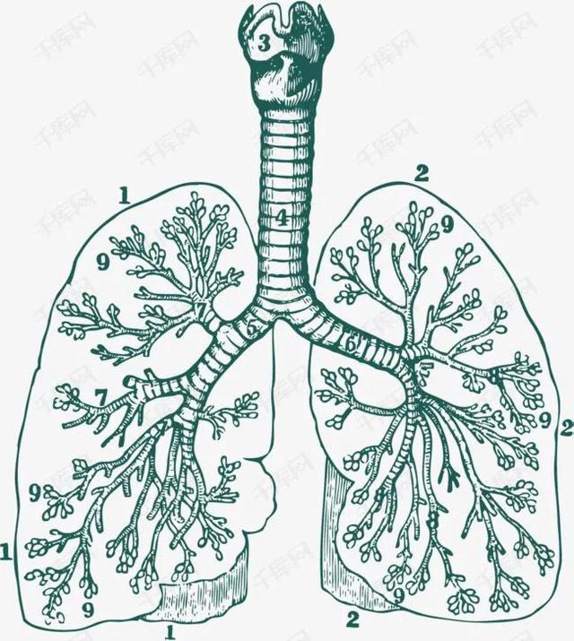 五脏总论之一：脾肺，混元为一也