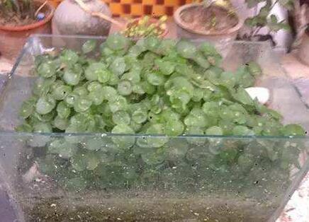 铜钱草怎么养