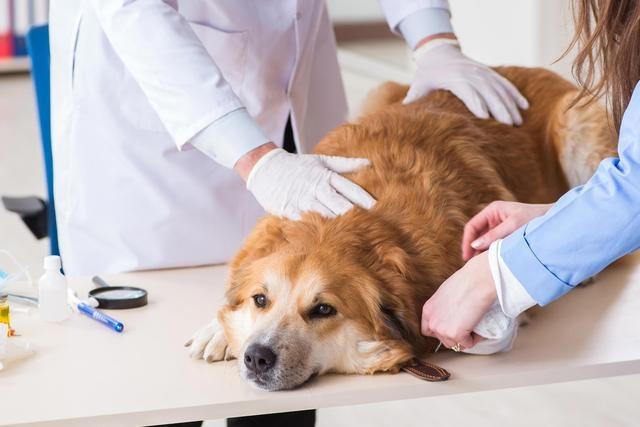 巴赛特猎犬