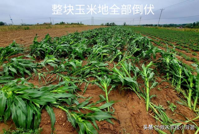 关于地里倒伏秸秆破碎机的信息