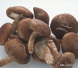 香菇栽培