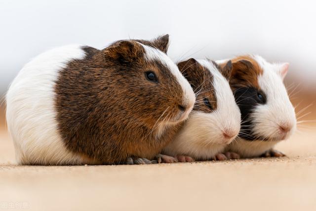 荷兰猪可以洗澡吗(荷兰猪饲养八大禁忌) – 吉谋号