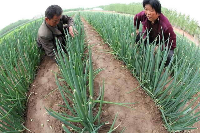 夏季大葱易干尖黄叶？从这3点入手，大葱叶片长得油绿、壮实2