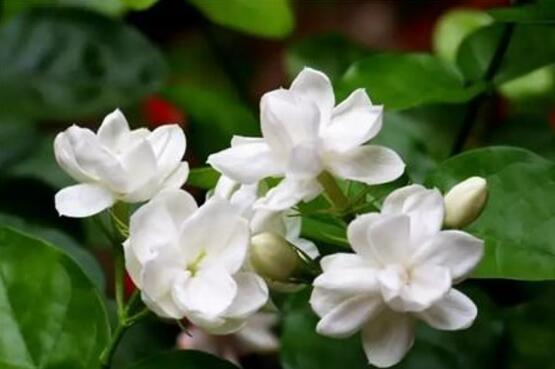 茉莉花花语 茉莉花花语（茉莉花花语及传说） 生活