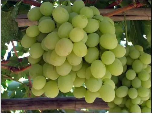 21种葡萄品种介绍，发展葡萄必不可少10