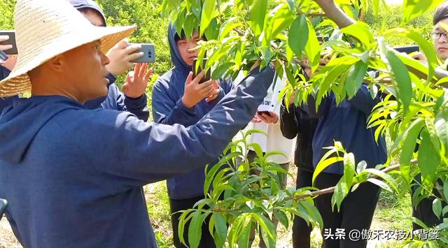 桃树带叶秋剪促花芽！什么时间修剪合适？如何修剪效果最好？4