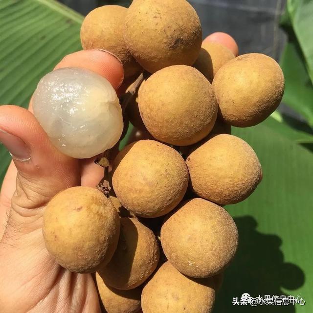 龙眼产地