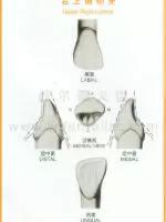 口腔牙齿图片大全图解