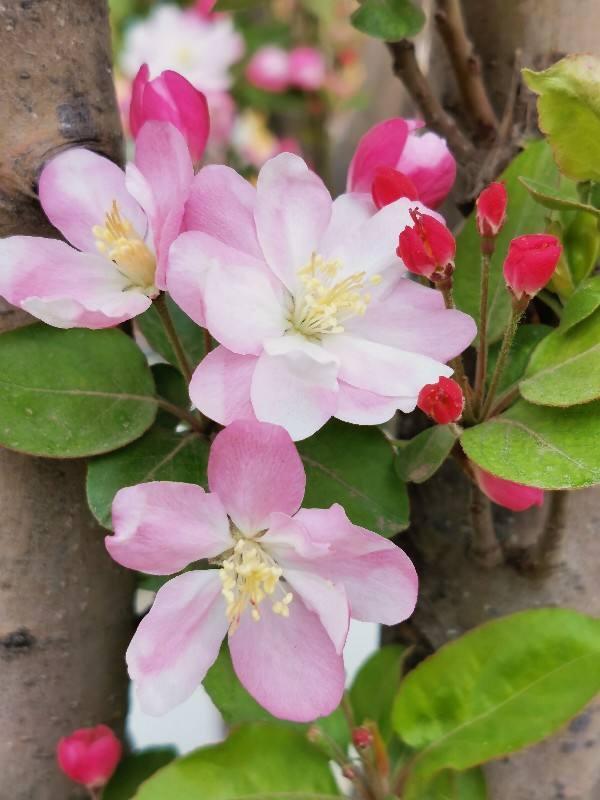 春天的花有哪些 春天的花有哪些（春天的花有哪些颜色） 生活