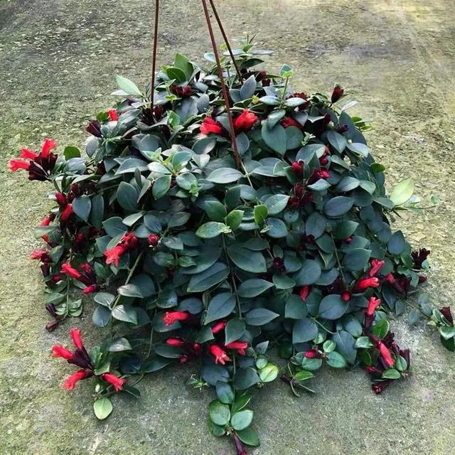 口红花 口红花（口红画画手绘图片） 生活