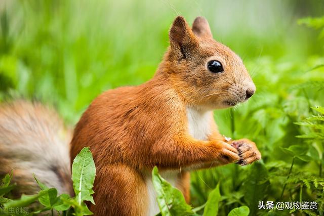 松鼠的尾巴有什么作用