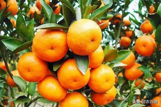 柑橘采后10大病害预防及8种保鲜技术