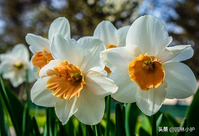 水仙花有毒吗 水仙花有毒吗（水仙花有毒吗可以在室内养吗） 生活