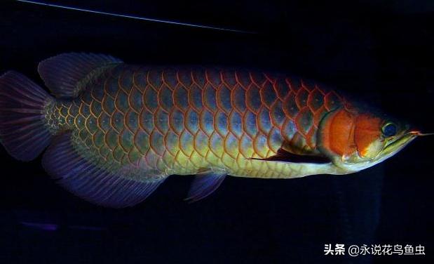 红龙鱼鳞片粉色好吗