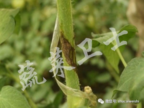 ​夏季高温，番茄“芽枯病”的防控你做好了吗？5