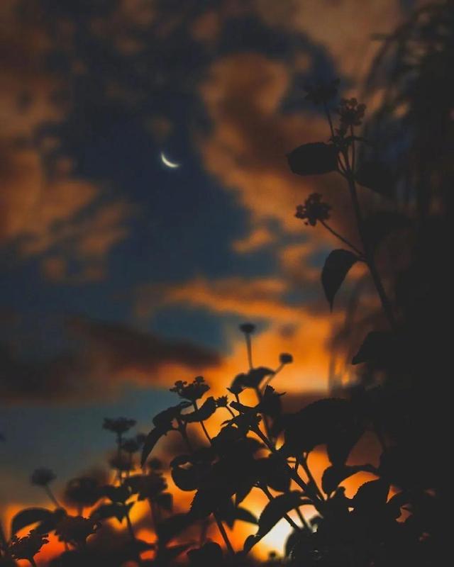 散文：夜色里的遐想