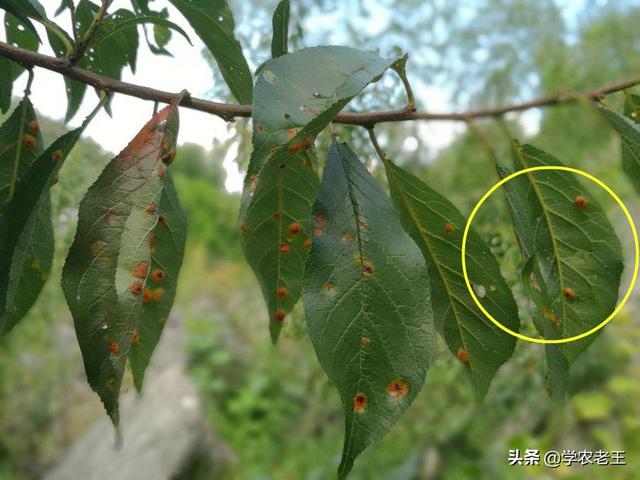 多雨季节，谨防李树红点病，严重可致早期落叶！从4方面讲解
