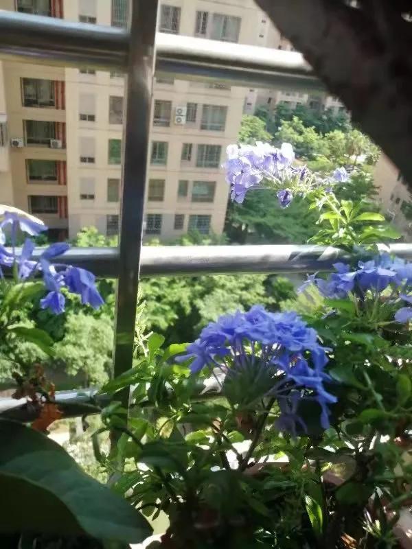 真子丨蓝雪花